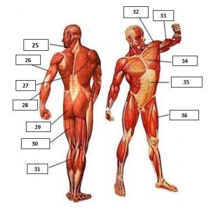 What muscle is each number