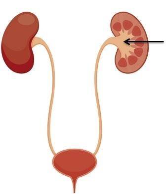 Identify the organ that the arrow is pointing to in this image.

Bladder 
Heart 
Kidney 
Lungs
pls