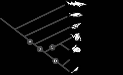 The diagram provided is a phylogenetic tree. It shows how groups of organisms are related through a