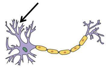 Which part of the neuron below is indicated by the arrow, and what is its function?

A. The axon c