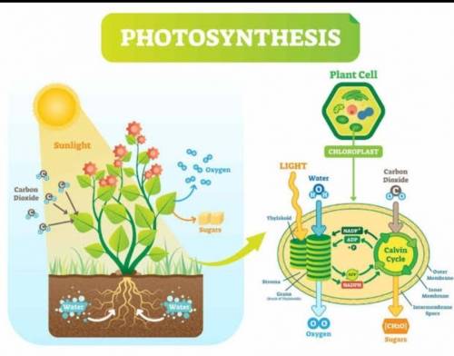 What is the biggest producer of photosynthetic byproducts?