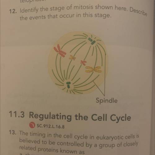 12. Identify the stage of mitosis shown here. Describe

the events that occur in this stage.
Spind