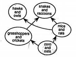 According to the food web below; which group of organisms would most likely have the greatest bioma