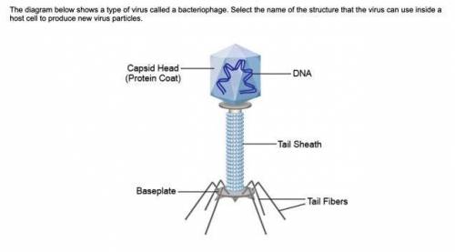 The diagram below shows a type of virus called a bacteriophage. Select the name of the structure th