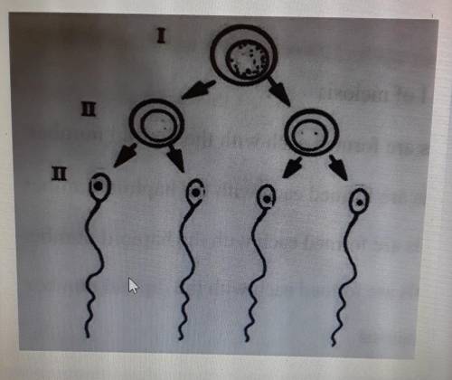 What is the name of the process shown above?

a. cloning b.replicationc.mitosisd. meiosis​