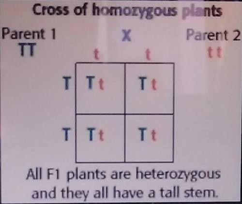 Using a Punnett Square give the genotype and the phenotype for the following cross:

TTxtt
(T=tall