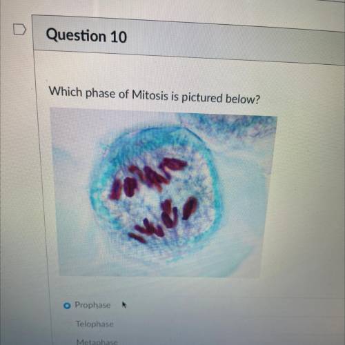 ANSWER QUICKLY!!! What phase of mitosis is shown in the picture above?

A. Metaphase
B. Anaphase
C