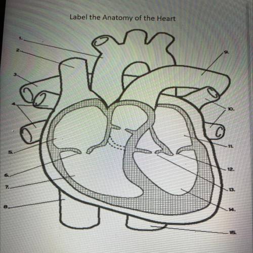 Label the Anatomy of the Heart please help it’s due for Tuesday