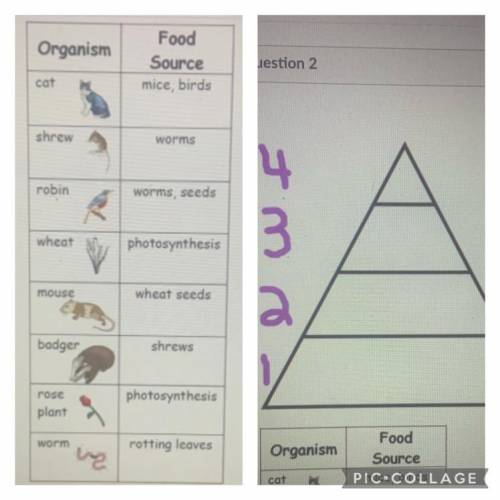 Using the images above, match and the organisms with their level in the energy pyramid.