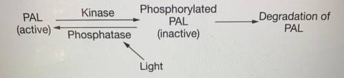 Using the information provided in figure 2, explain the role of the kinase in regulating activity P