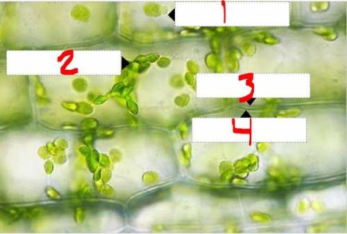Identify the correct parts of the image.

Options for all of them are xylem, cell membrane, chloro