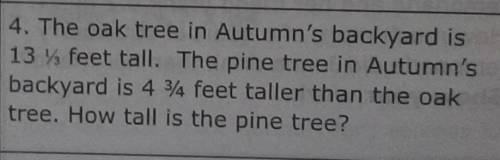 The oak tree in Autumn's backyard is 13 1/3 feet tall. The pine tree in Autumn's backyard is 4 3/4