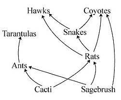 The diagram below shows a desert food web. How will a large decrease in the number of rats impact t