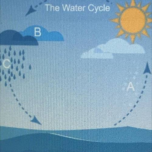 At which point does condensation occur in this water cycle diagram?

The Water Cycle
B
D
OA A
ОВ.