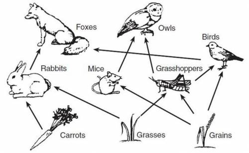 Please help will mark brainliest answer.Which of the organisms in this food web obtains its energy