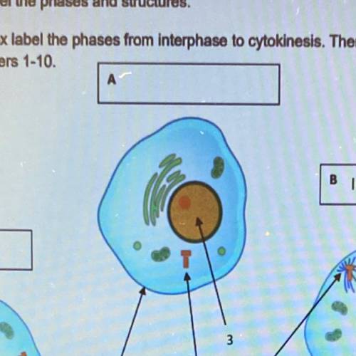 What phase is this ? on biology