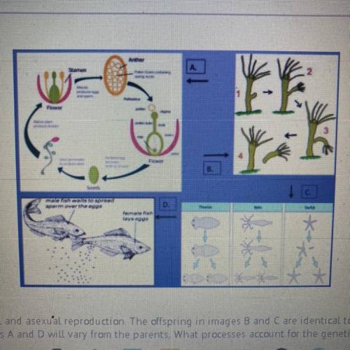 The images represent sexual and asexual reproduction. The offspring in images B and C are identical