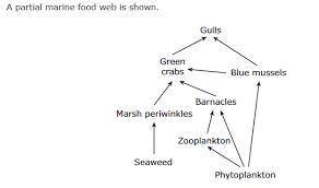 A partial marine food wed is shown. Green crabs carry a parasitic worm that can infect organisms th