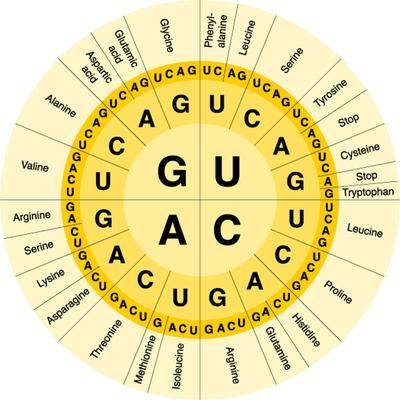 Use the codon wheel attached and the following DNA sequence to answer the questions: 3' TAC ATG GGG
