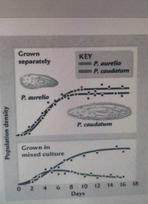 the two paramecium species were grown alone then grown together in a culture. based in the graphs,