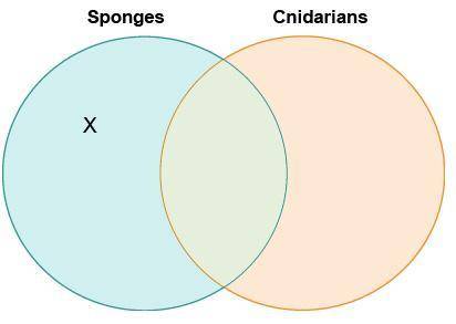 Juanita drew a Venn diagram to compare reproduction in sponges and cnidarians.

Which label belong
