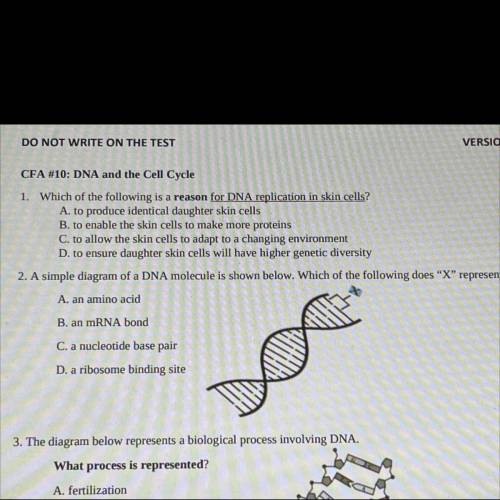 -. A simple diagram of a DNA molecule is shown below. Which of the following does X represent?