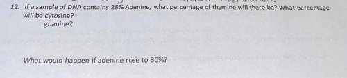 12. If a sample of DNA contains 28% Adenine, what percentage of thymine will there be? What percent