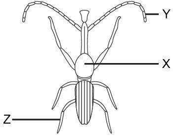 An arthropod is shown.

Which labels best complete the diagram? X: Antenna Y: Appendage Z: Hind se