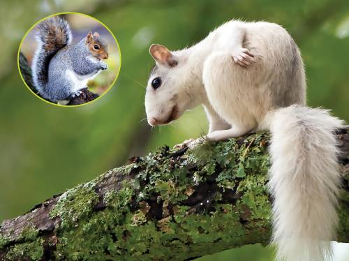 Which squirrel do you think is better suited for the environment, the gray one or the white one? an
