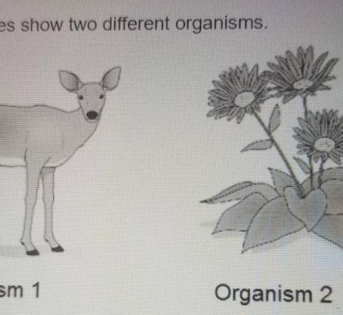 The picture show two different organisms

A organiem 2 is a vertebrate and organisms 2 uses cones