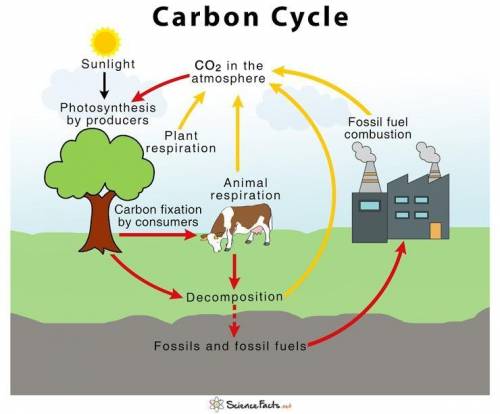 Which process only exists because humans changed the carbon cycle? *

A (plants taking in CO2 duri
