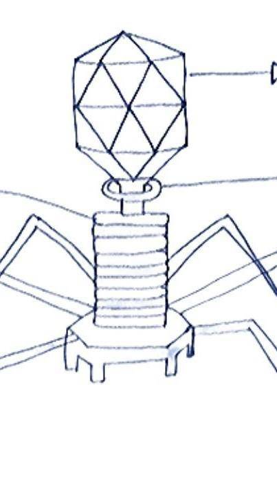 Diagram of a bacteriophage​