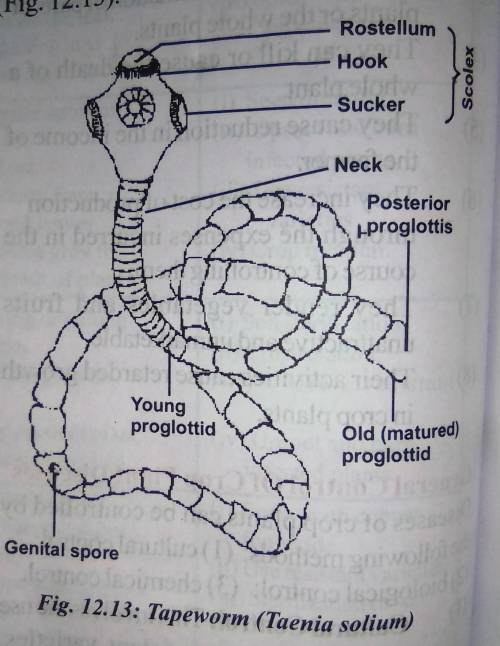 Write the name of reproduction process that occurs in tapeworm?​