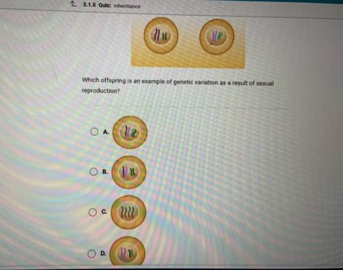 Which offspring is an example of genetic variation as a result of sexual
reproduction?