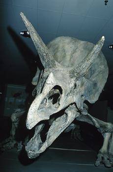 The picture below shows the fossilized bones of a triceratops. The triceratops is a dinosaur that l