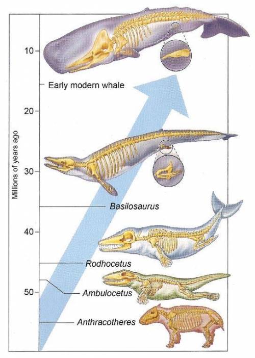 The diagram shows

I. Transitional fossils 
II. Descent with modification 
III. How species change