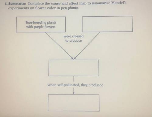 3. Summarize Complete the cause and effect map to summarize Mendel's

experiments on flower color