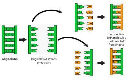 Draw a flowchart to illustrate how a change in a nucleotide in a DNA strand leads to symptoms experi