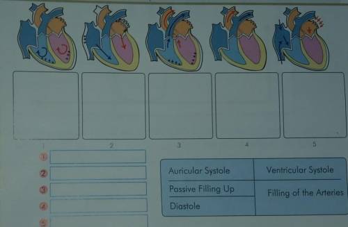 Helpp plzz about cardiac cycle..

1- Arrange the figures in their chronological order.2- fill in t