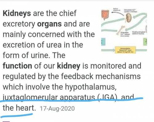 Which organs are involved in the regulations of kidney functioning​