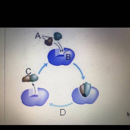 PLS HELP
On the image, which letter represents the enzyme?