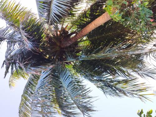 Totally Random but.... rate this pic I took of a Coconut tree