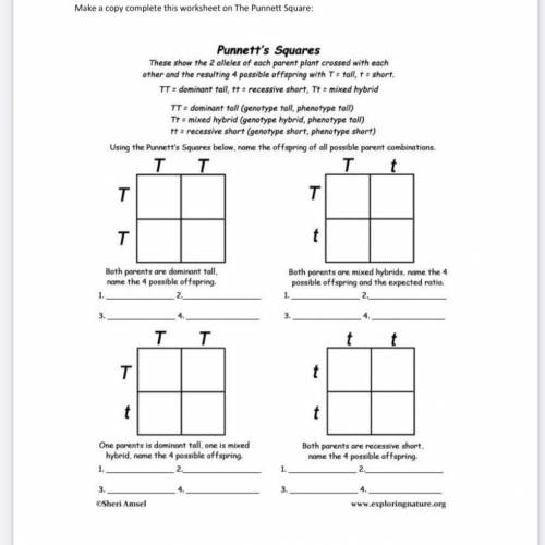 Punnet square work sheet please help