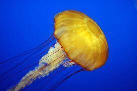 What body shape do typical jellyfish have?

Polyp
Medusa
Reef
Disc