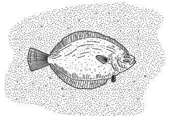 Name one feature that you can see in the drawing which makes the fish suited to living on the sea-b