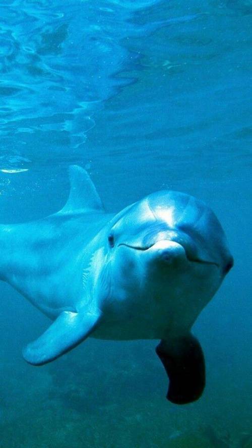 Keep your smile on like the dolphin:) and stay happy as you can with school