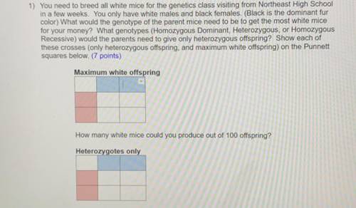 I need to breed all white mice for the genetics class visiting from a High School in a few weeks. I
