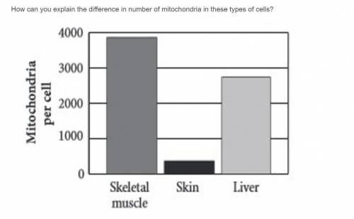 How can you explain the difference in number of mitochondria in these types of cells?