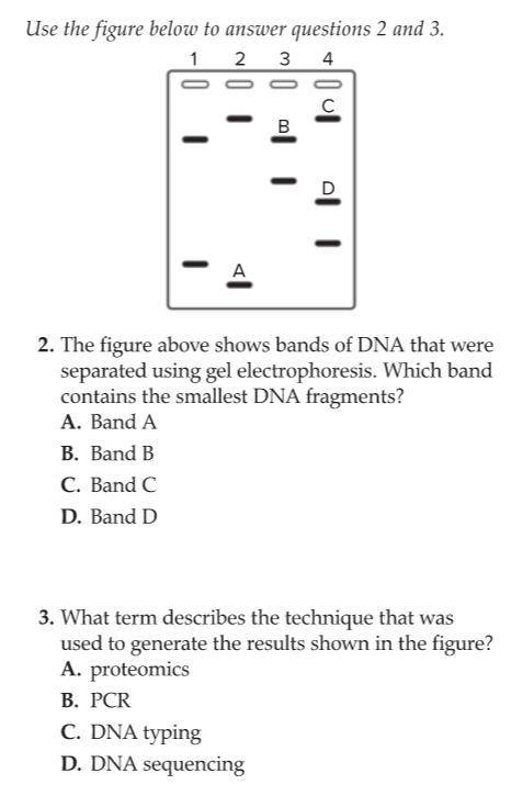 Which brand contains the smallest DNA fragments?

What term describes the technique that was used