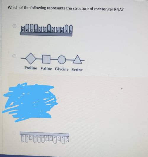 Which of the following represents the structure of messenger RNA?​